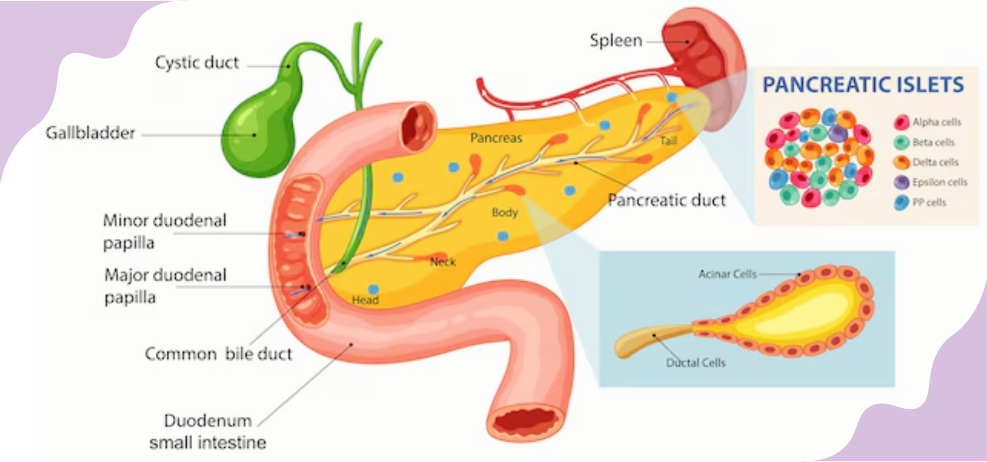 Pancreatic Cancer